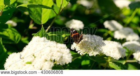 Red Admiral Butterfly Vanessa Atalanta On Hydrangea Arborescens Smooth Hydrangea Flowers. Close Up