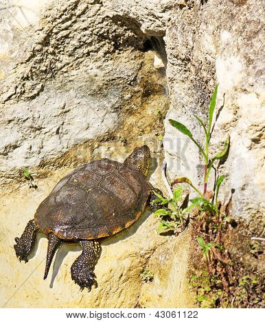 Climbing Tortoise