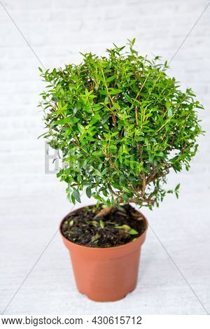 The Plant Is An Ordinary Myrtle (latin Mýrtus Commúnis) With Small Green Leaves In A Clay Pot On A W