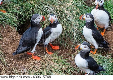 Puffin In The Beautiful Countryside Nature Of Hafnarholmi In Borgarfjordur Eystri In Iceland
