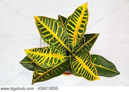 The Plant Is A Variegated Codium (latin Codia