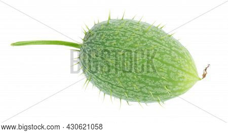 Ecballium Isolated On White Background. Ecballium Elaterium Or Wild Cucumber Pods. Top View.