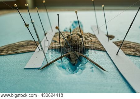 Pinned Tomato Hornworm Moth With Wings Spread On A Foam Board