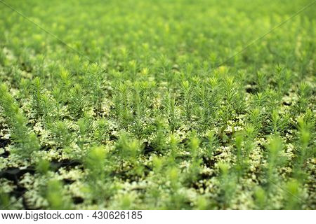 Green Seedlings Of Coniferous Trees. A Greenhouse For Growing Plants And Trees.