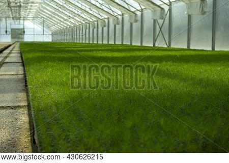 Green Seedlings Of Coniferous Trees. A Greenhouse For Growing Plants And Trees.