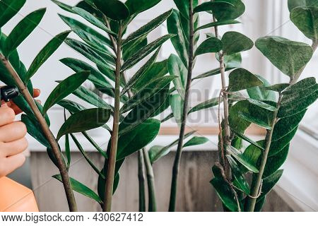 Wet Home Plants After Spraying Close-up. Woman Spraying Zamioculcas Houseplant, Moisturizes Leaves D