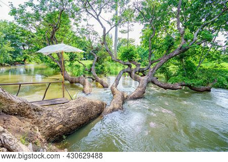 Samanea Saman Tree In River Stream At Autumn Forest.
