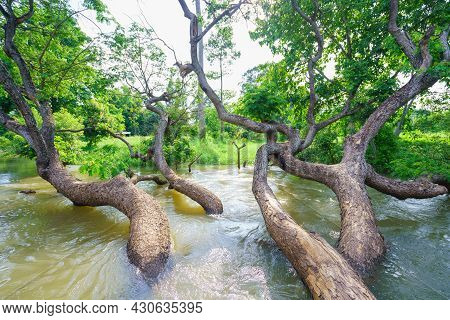 Samanea Saman Tree In River Stream At Autumn Forest.
