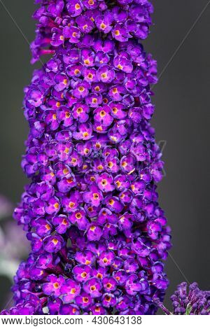 Buddleia Flower Also Known As Butterfly Bush, Summer Lilac.