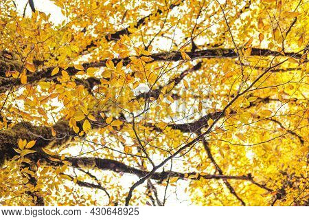 Beautiful Yellow And Red Ulmus Tree Leaves Closeup On A Sunny Day, Autumn Background.