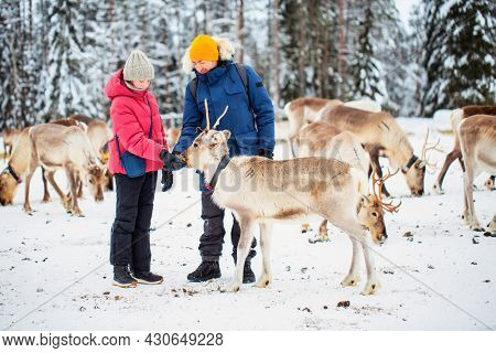 Family of father and daughter outdoors feeding reindeers on farm on sunny winter day in Lapland Finland