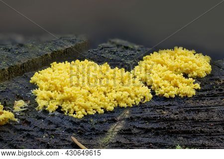 Close Up Of The Yellow Tufted Fuligo Septica On A Tree Trunk