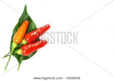 Chili på blad
