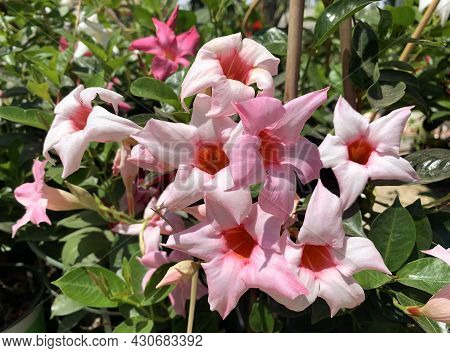 Beautiful Tropical And Subtropical Flowering Vines Mandevilla (lat.- Mandevilla Splendens)