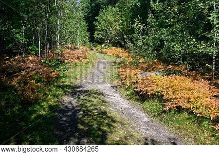 Trail Through Forest With Orange Furn Beside