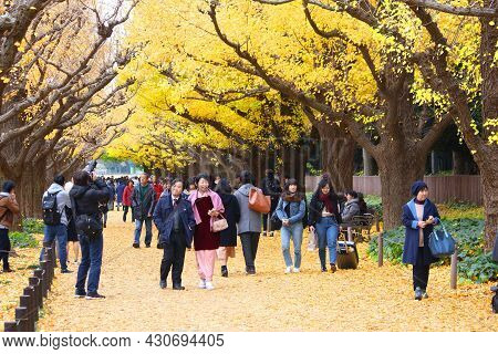 Tokyo, Japan - November 30, 2016: People Celebrate Ginkgo Avenue Autumn Foliage In Tokyo, Japan. Ich