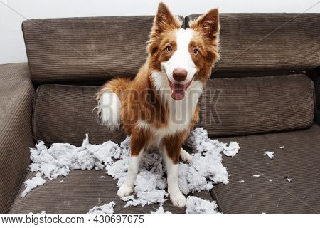 Funny Dog Mischief Biting A Pillow On Sofa With Innocent Expression Face
