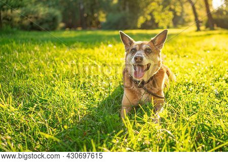 Adorable Mongrel Dog Sitting In Green Grass On Sunny Day.