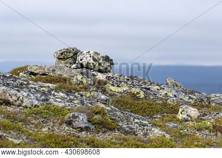 Stony Landscape Covered With Mosses, Lichen And Shrubs In Ukk National Park At Kiilopää, Northern Fi