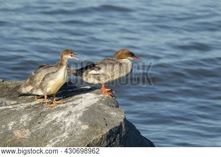 Female Goosanders (mergus Merganser) Standing On The Rock With Its Chicks