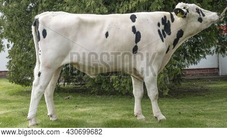 Bull-producer In The Show Rack. Images For The Agricultural Catalog. Production Of Sperm For Insemin