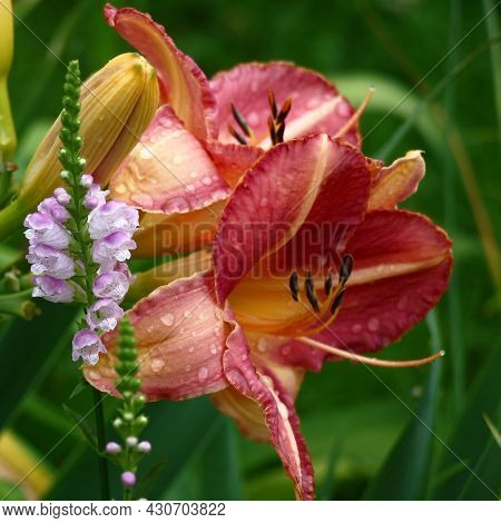 Flowers, Buds Of A Day Lily And Inflorescence Of A Physostegia In A Flower Bed After A Rain. In Tota