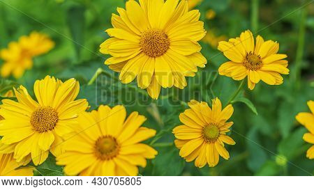 Sunflower Heliopsis (heliopsis Helianthoides) Genus Of Annual And Perennial Herbaceous Plants Of Ast