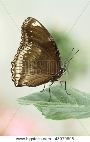 ผีเสื้อ Eggfly