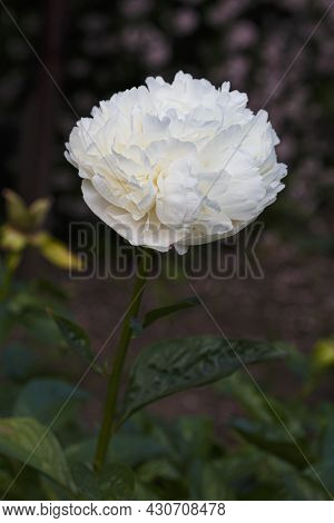 Flower,  Double Cream White Peony Carl G. Klehm, Paeonia Lactiflora   In Summer Garden On Natural Bl