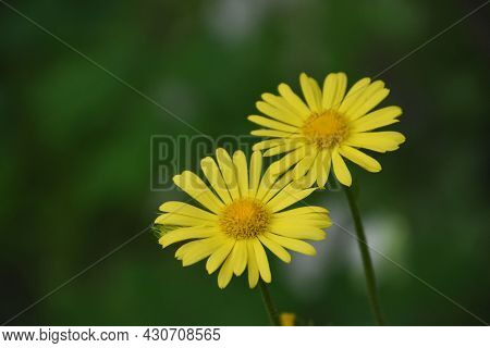 Blooming Pair Of Yellow Leopard Bane Flower Blossoms.