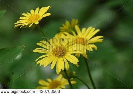 Pretty Yellow Leopard's Bane Flowers Blooming In A Garden.