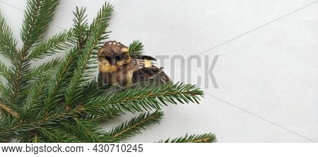 A Spruce Branch Banner With An Yll On A White Background. New Year Concept