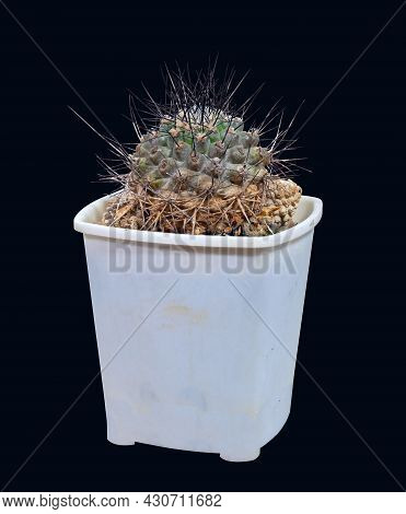 Plant, Cactus Neoporteria Villosa Var. Cephalophora (latin Name), With Black-brown Spines. The Birth