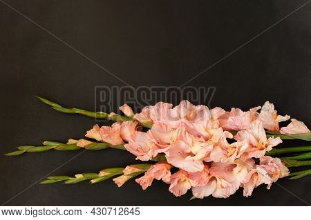 Pink Gladioluses On Black Background. Gladiolus With Copy Space. Greeting Card Fo Valentines Day, Mo