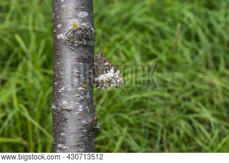 Gray Bended Grayling (brintesia Circe)