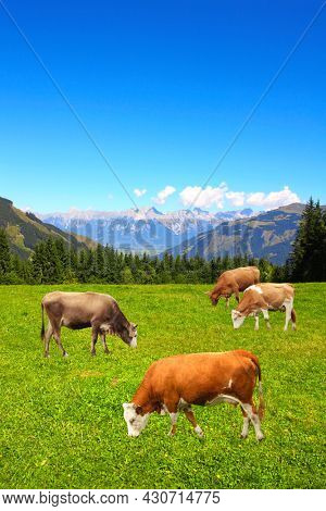 Four cows grazing in a mountain meadow in Alps mountains, Tirol, Austria. View of idyllic mountain scenery in Alps with green grass and red cows on sunny day. European mountain landscape