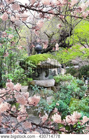 Cherry blooming season in Japan. Old stone lantern and blooming sakura branches, Daishouin (Daishou-in) Buddhist temple, sacred Miyajima Island, Hiroshima prefecture, region Chugoku