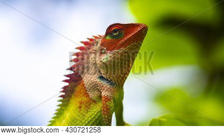 Colorful Garden Lizard Close-up Macro Portraiture Photo. Vivid Bright Colors On The Changeable Skin.