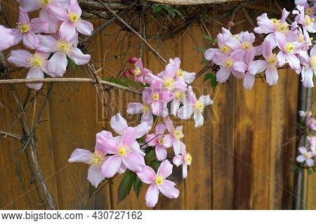 Clematis Montana Flowers ( Clematis Elizabeth) Close Up. Also Known As Mountain Clematis, Himalayan 