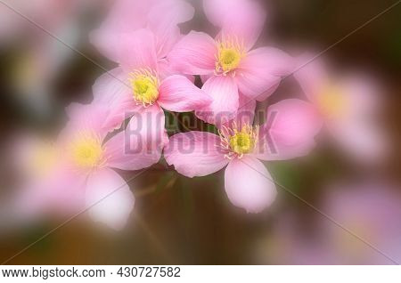 Clematis Montana Flowers ( Clematis Elizabeth) Close Up. Also Known As Mountain Clematis, Himalayan 