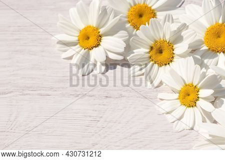 Delicate Flower Arrangement Of Inflorescences Of Garden Daisies On A Light Wooden Background.