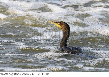 The Double-crested Cormorant ( Phalacrocorax Auritus ) On The River