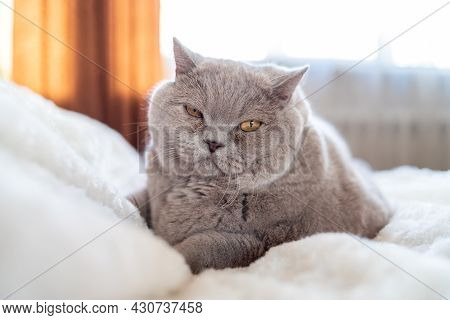 A Big Cat Rests On A Bed In A White Blanket At Sunset. High Quality Photo