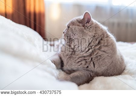 A Big Cat Rests On A Bed In A White Blanket At Sunset. High Quality Photo