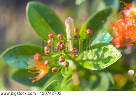 Flower Bud Of Golden Penda, Expo Gold In The Garden.