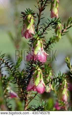 Pink And Cream Flowers Of The Western Australian Native Mountain Bell, Darwinia Lejostyla, Coolamon 