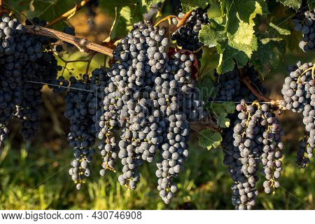 Close Up Of Red Merlot Grapes In Vineyard. Medoc, Gironde, Aquitaine. France