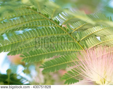 Close-up Of The Fies And Flowers Of The Southern Tree Albitsia Lenkoran On A Blurred Background
