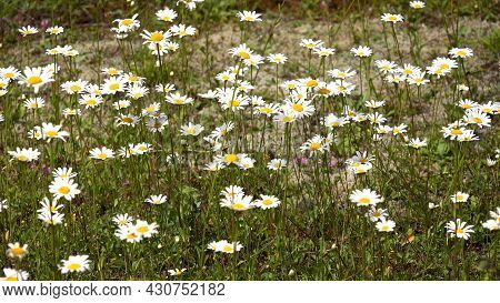 Daisy Flowers In Mountains, Wild Plants On Meadow At Village At Countryside, Gardening Chrysanthemum