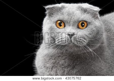 Gatto Scottish Fold blu su sfondo nero